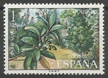 barbusano (Apollonias canariensis)