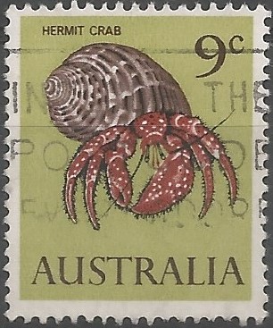whitespotted hermit crab