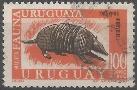 The southern long-nosed armadillo is listed as near threatened as it is believed to have undergone a decline of approximately 20 to 25% over the past three generations, suspected to be around 12 years, due to severe habitat loss and hunting throughout its range. It is considered a conservation priority species in Uruguay. ("The IUCN red list of threatened species", Cambridge, 2013)