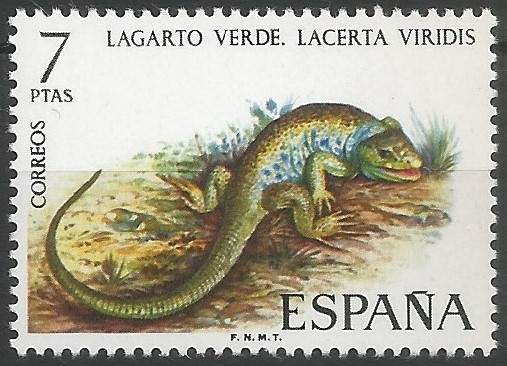 Western green lizard: The recent scientific tendency treats Lacerta bilineata and Lacerta viridis as separate species, but this is only weakly supported by genetic data. On the other hand, L. bilineata is conspecific with L. viridis as they hybridize and possess reduced genetic differentiations. (International Union for Conservation of Nature and Natural Resources, Gland, 2008)