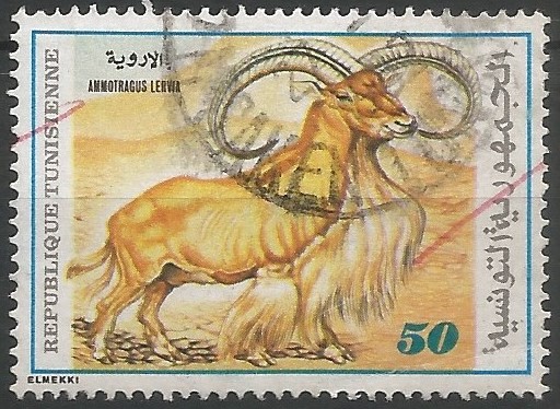The aoudad is assessed as vulnerable as the total population size is in the order of 5,000-10,000 individuals, and an estimated decline of more than 10% over the coming 15 years (three generations) can be reasonably assumed. Its population does not exceed 700-800 individuals in Tunisia, living in fragmented areas, mainly located in reserves. ("The IUCN Red List of Threatened Species", Gland, 2020)