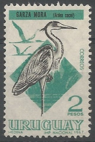 cocoi heron