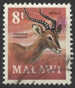 The impala is a water-dependent and typical ecotone (transition area) species, associated with light woodlands and savannahs, selecting open Acacia savannas with nutrient-rich soils providing good-quality grass, and high-quality browse in the dry season. Their population have been estimated at circa 2 million. ("African antelope database 1998", Road East, IUCN, Cambridge, 1999: 238-241)
