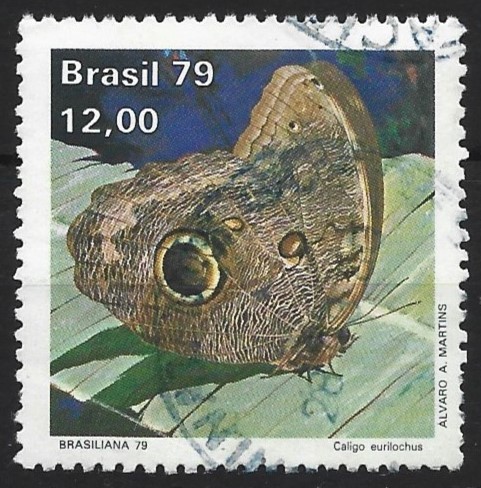 forest giant owl butterfly (tribe Brassolini of nymphalid subfamily Satyrinae) 