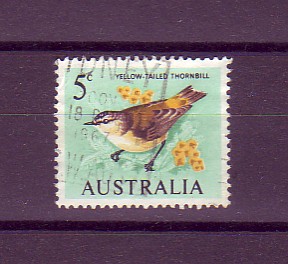 yellow-tailed thornbill